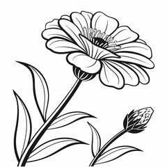 black and white  zinnia
