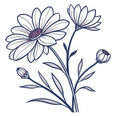 black and white coreopsis