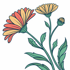 calendula vector illustration