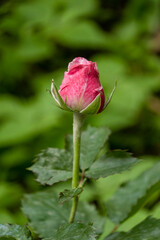 Rosebud (Hybrid Tea and Climbing Hybrid Tea), selective focus