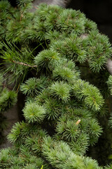 Fototapeta premium Mountain Pine Pumilio (Pinus mugo Pumilio)
