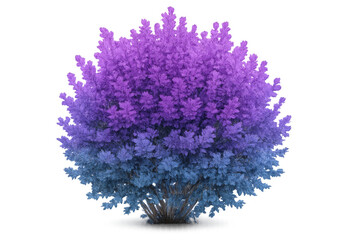 Lush purple-blue flowering bush with gradient coloration, isolated on transparent background for graphic design integration