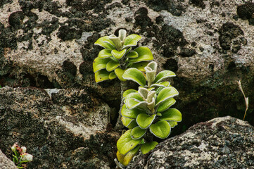 Young plants of Brachyglottis bidwillii (syn. Senecio bidwillii), a subalpine plant endemic to the...