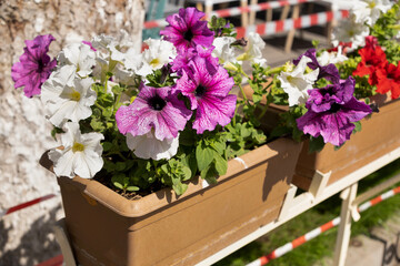 Flowers (Petunia) white, purple, red in pots