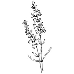 Vintage Botanical Ink Drawing