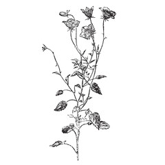 Vintage Botanical Ink Drawing