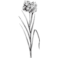 Vintage Botanical Ink Drawing