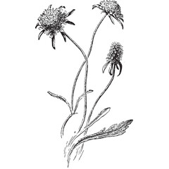 Vintage Botanical Ink Drawing
