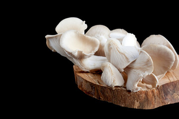 Freshly harvested oyster mushroom cluster isolated on black background
