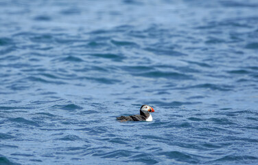 Puffins in Skomer Island, Wales, UnitedKingdom