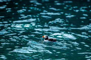 Obraz premium Puffins in Skomer Island, Wales, UnitedKingdom