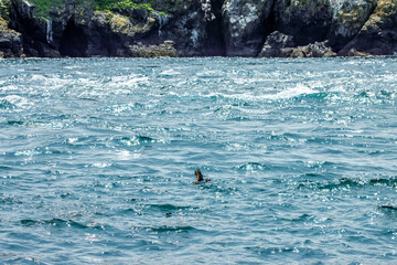 Puffins in Skomer Island, Wales, UnitedKingdom