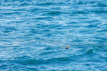 Naklejka premium Puffins in Skomer Island, Wales, UnitedKingdom