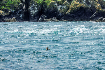 Puffins in Skomer Island, Wales, UnitedKingdom