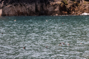 Puffins in Skomer Island, Wales, UnitedKingdom