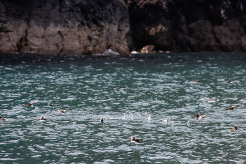 Puffins in Skomer Island, Wales, UnitedKingdom