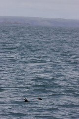 Fototapeta premium Puffins in Skomer Island, Wales, UnitedKingdom