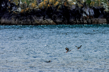 Puffins in Skomer Island, Wales, UnitedKingdom