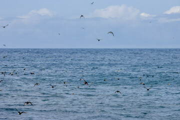 Puffins in Skomer Island, Wales, UnitedKingdom
