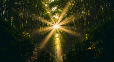 Sunlit Bamboo Forest Illuminating Nature's Cathedral With Radiant Rays