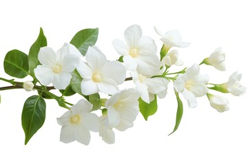 Fototapeta premium Delicate white flowers with vibrant green leaves on a white background