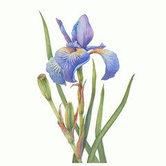 Leaves and stem with flower of blue Iris sibirica (Siberian iris or Siberian flag). Watercolor hand drawn illustration isolated on white background