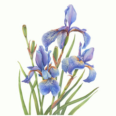 Beautiful blue flowers of Iris sibirica (Siberian iris or Siberian flag). Watercolor hand drawn illustration isolated on white background