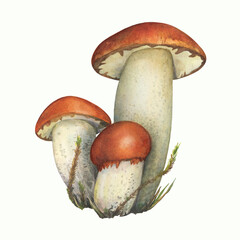 Three mushrooms Leccinum aurantiacum with a red cap (aspen mushroom, red-capped, foxy bolete). Edible forest mushroom. Watercolor hand-drawn illustration on a white background. 