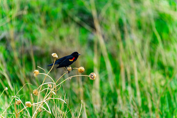 The red-winged blackbird (Agelaius phoeniceus), male small bird from the Passeriformes family sits...
