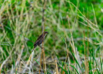 The red-winged blackbird (Agelaius phoeniceus), female small bird sits on reed stem on nature background