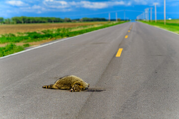 Car hit Raccoon on the road, environmental problem, USA