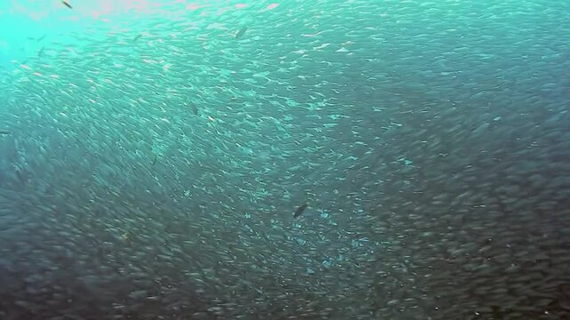Behold a grand group of tuna elegantly navigate through the clear waters of the Philippines. This beautiful moment showcases the rich marine life of the archipelago.