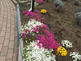 flower bed in the garden