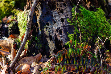 Green moss grows on an old rotten tree stump in Colorado, USA
