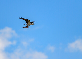 A large bird of prey flies against the backdrop of clouds with fish in its paws in Utah