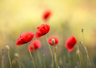 Obraz premium Letnia łąka, czerwone Maki.