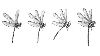 Engraved dragonfly illustration vintage insect winged delicate flight nature detailed bold classic graphic outline