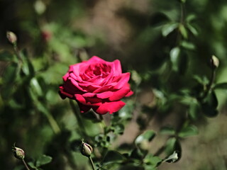 Brindabella rose
