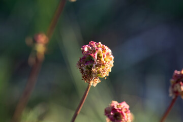Garden burnet, Sanguisorba minor