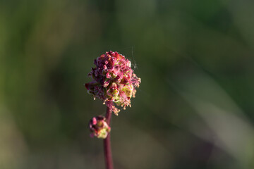 Garden burnet, Sanguisorba minor