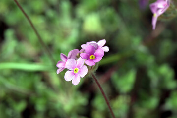Rock jasmine, Androsace sarmentosa
