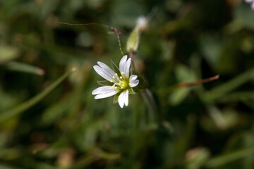 Mouse ear chickweed, Cerastium fontanum