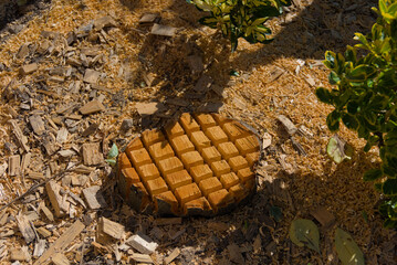 A unique tree stump with carved checkered patterns rests amidst wood chips and sawdust, illuminated...