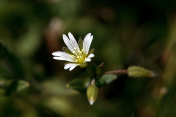Mouse ear chickweed, Cerastium fontanum
