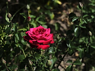 Brindabella rose