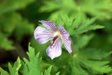 Woolly geranium, Geranium erianthum