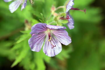 Woolly geranium, Geranium erianthum