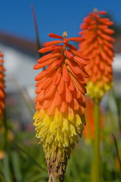 A striking red-hot poker plant in vibrant bloom, showcasing its fiery orange and yellow graduated colors against a clear blue sky, exuding exotic beauty and warmth.