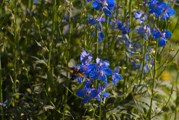 A vibrant hummingbird hawk-moth hovers near brilliant blue delphinium flowers, capturing a moment...