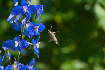 A vibrant hummingbird hawk-moth hovers near brilliant blue delphinium flowers, capturing a moment...